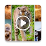 Logo of Animal Video Live Wallpaper android Application 