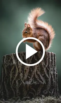 Animal Video Live Wallpaper android App screenshot 0