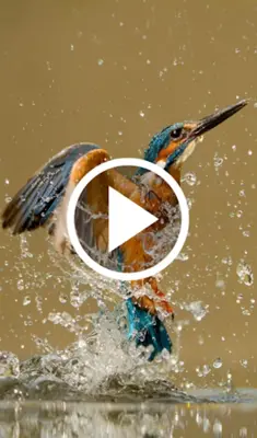 Animal Video Live Wallpaper android App screenshot 1