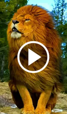 Animal Video Live Wallpaper android App screenshot 2