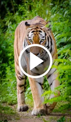 Animal Video Live Wallpaper android App screenshot 5